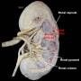 kidney-cadaver.jpg