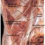 posterior-abdominal-wall-nerves.jpg