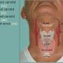 thyroid-surfacelandmarks.jpg