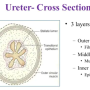 ureter_cross_section.png