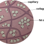 adipose_tissue.png