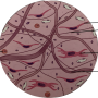 areolar_tissue.png