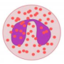 eosinophil.png
