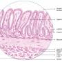 stomach-pylorus.jpg