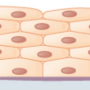 stratified_squamous_epithelium.png
