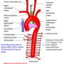aorta-thoracic.png