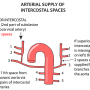 interostal_artery_supply.png