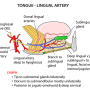 lingual_artery.png