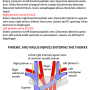 mediastinum-contents_and_relations.png