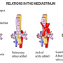 mediastinum-trachea.png