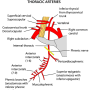 thoracic_-internal_artery.png
