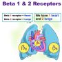 beta_receptor_mnemx.png
