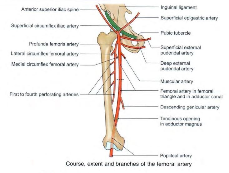 femoral-artery-branches.jpg