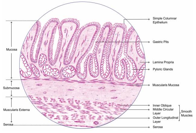 stomach-pylorus.jpg