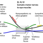 3-4-6_cranial_nerves.png