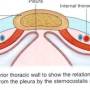 anterior-thoracicwall.jpg