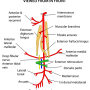 anterior_tibial_artery.png