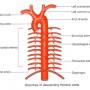 aorta-descending_-thoracic.jpg