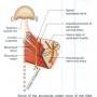 back-trapezius-relations.jpg