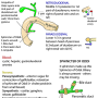 bile_duct.png