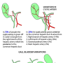 biliary_tree.png