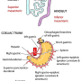 bowel_blood_supply.png