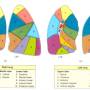 bronchopulmonary_segments.jpg