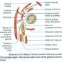 buttocks-muscles-schematic.jpg