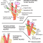 carotid_arteries.png