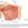 chest-pectoralismajor.jpg