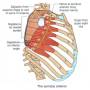 chest-serratus_anterior.jpg