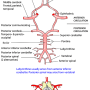 circle_of_willis.png