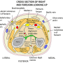 crosssection_of_forearm.png