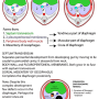 diaphragm-development.png