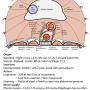 diaphragm-topography.png