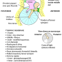 ear-middle-membrane.png