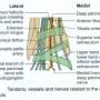 extensor-retinacula-relations.jpg