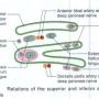 extensor-retinacular-supandinf.jpg