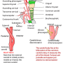 external_carotid_artery.png