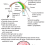 eye-ciliary_body.png