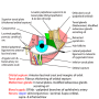 eye-exploded_view.png