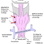 fascia-pretracheal.png