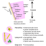 fascia-prevertebra.png