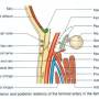 femoral-artery-relations-triangle.jpg