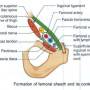 femoral-sheath-contents.jpg