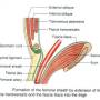 femoral-sheath-formation.jpg