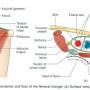 femoral-triangle-boundaries.jpg