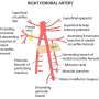 femoral_artery.png