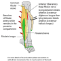 fibular-compartment.png