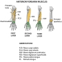 forearm-antmuscle_layers.png